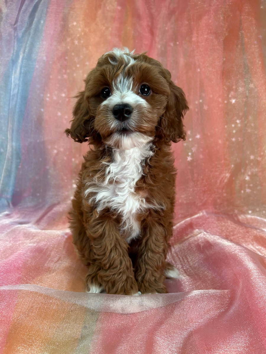 Dark Red Male Cockapoo for Sale DOB 11-1-2024 $950